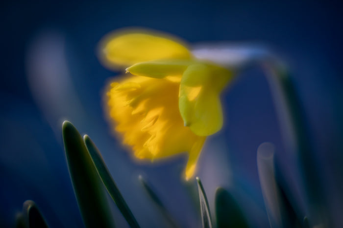 Daffodil 5