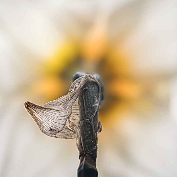 Daffodil 7