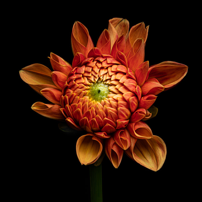 Dahlia 17