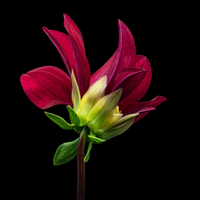 Dahlia 24