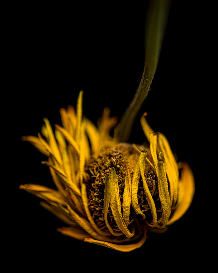 Daisy 3