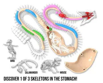 Dissect It Rattlesnake Super Lab showing skeletons of bird, salamander, and mouse in stomach for biology learning.