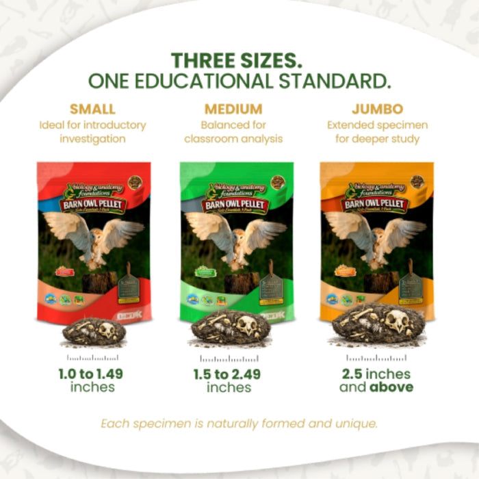 Ecology Foundations Premium Classroom Essentials for Teaching 10 Students