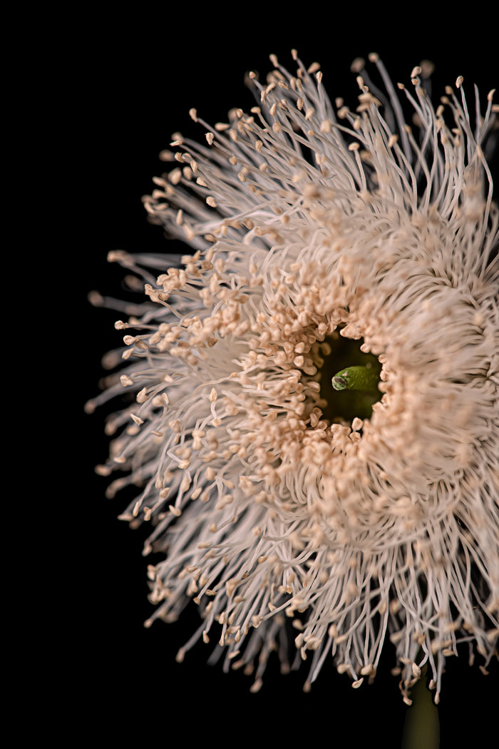 Eucalyptus 3