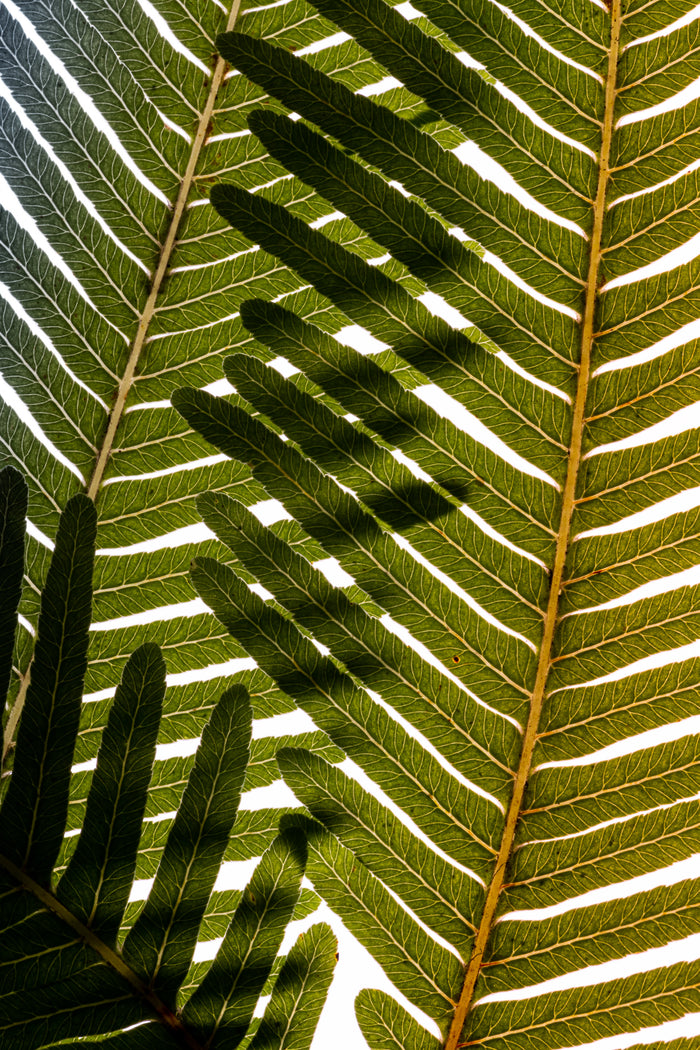 Fern 1