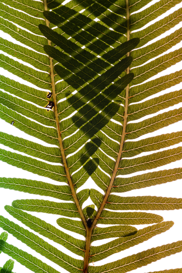 Fern 2