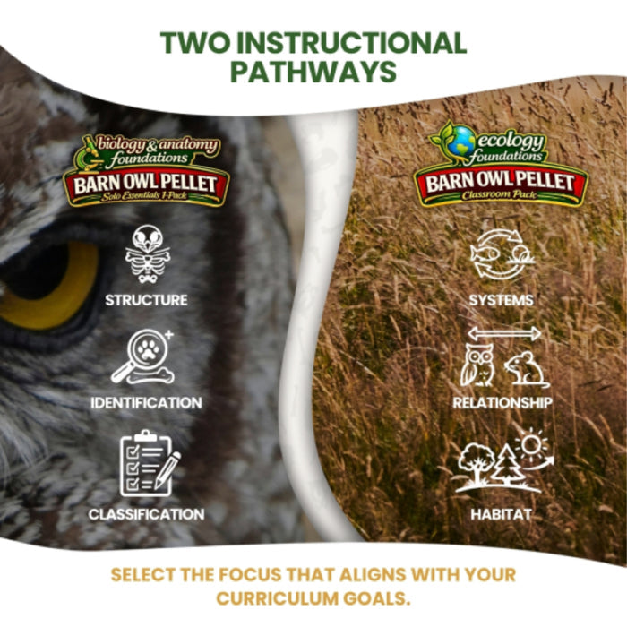 FIVE Biology & Anatomy Foundations Solo Essentials Small Barn Owl Pellet Activities