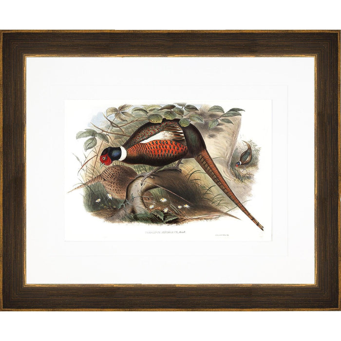 John Gould pheasant print in a matted, 23x19 inch bronze frame featuring detailed, colorful bird illustrations.