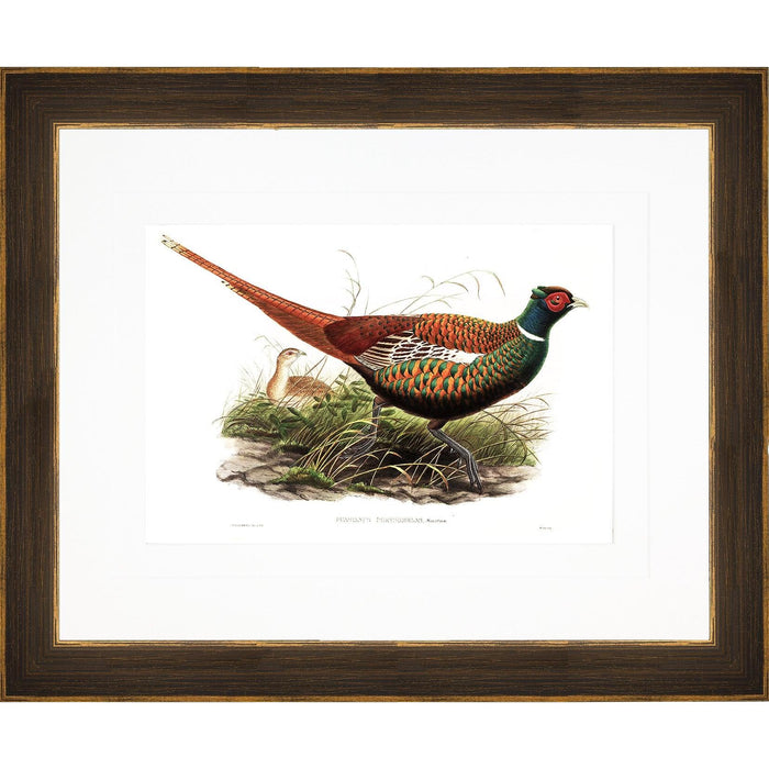 John Gould pheasant print in a matted, 23x19 inch bronze painted frame featuring vibrant, detailed bird illustration.