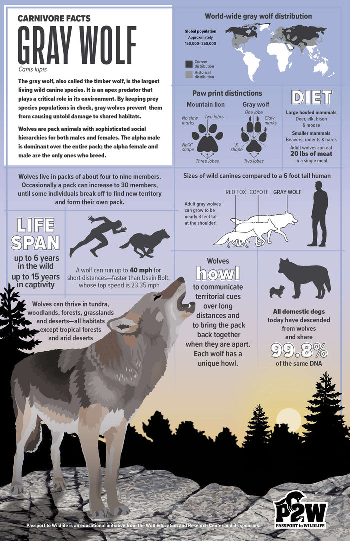 Gray Wolf Facts 11x17 Poster showcasing wolf diet, distribution, and life span with engaging illustrations for wildlife education.