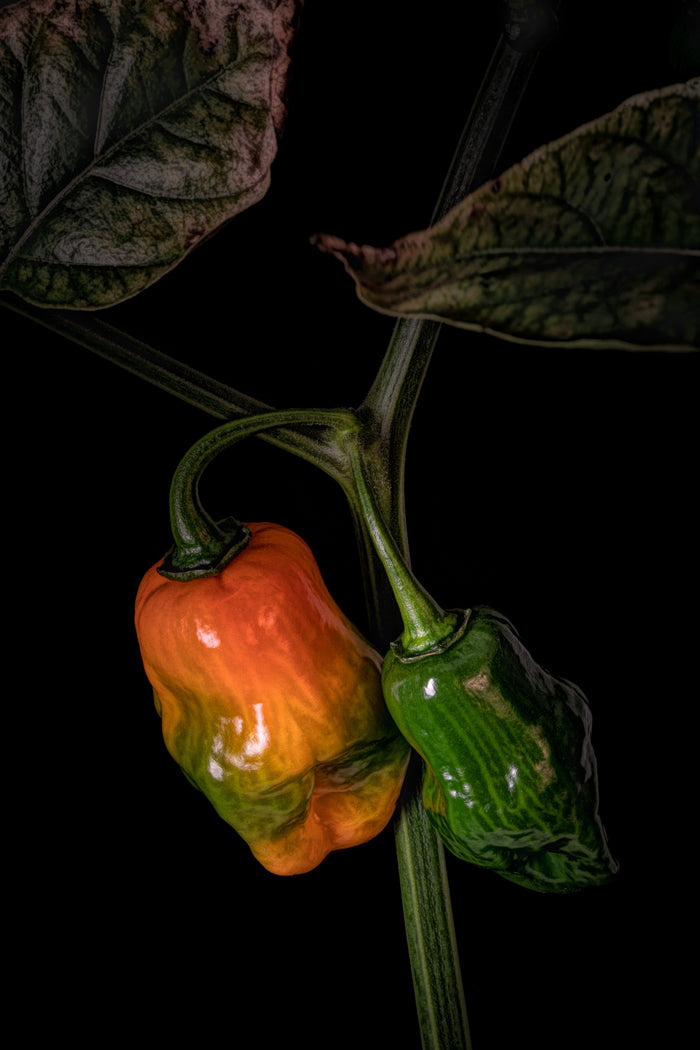 Habanero 1