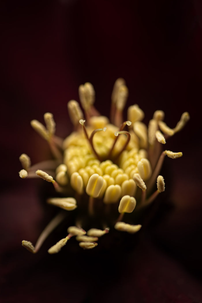 Hellebore 1