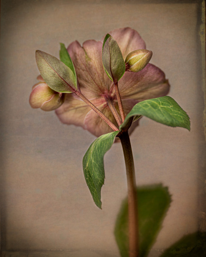 Hellebore 2