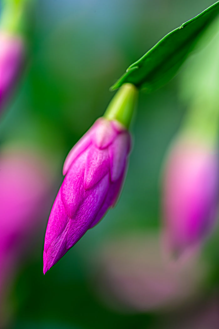 Holiday Cactus 1