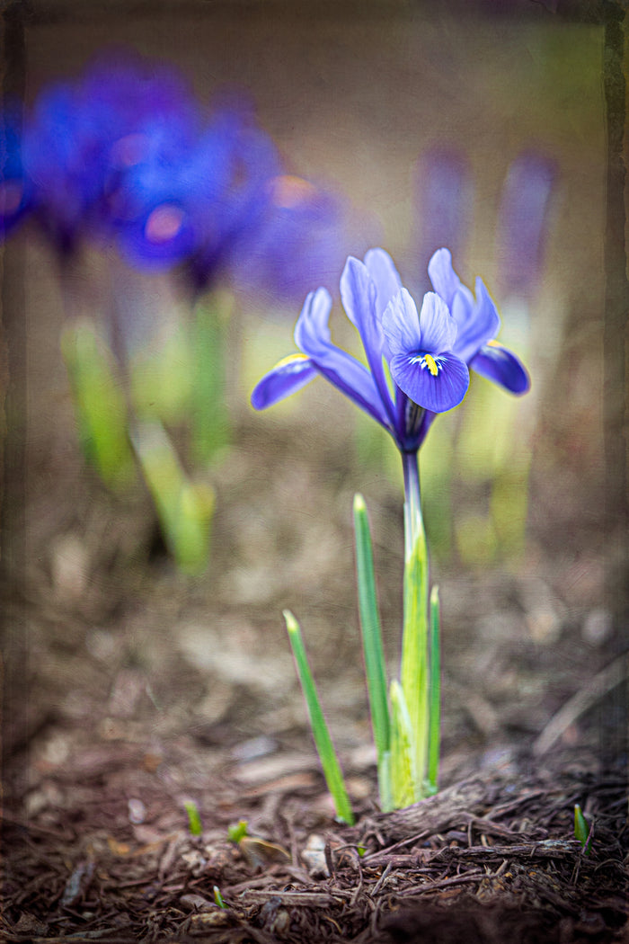 Iris 9