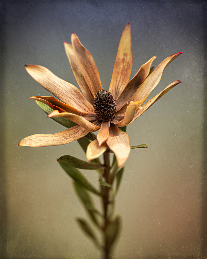 Leucadendron 2