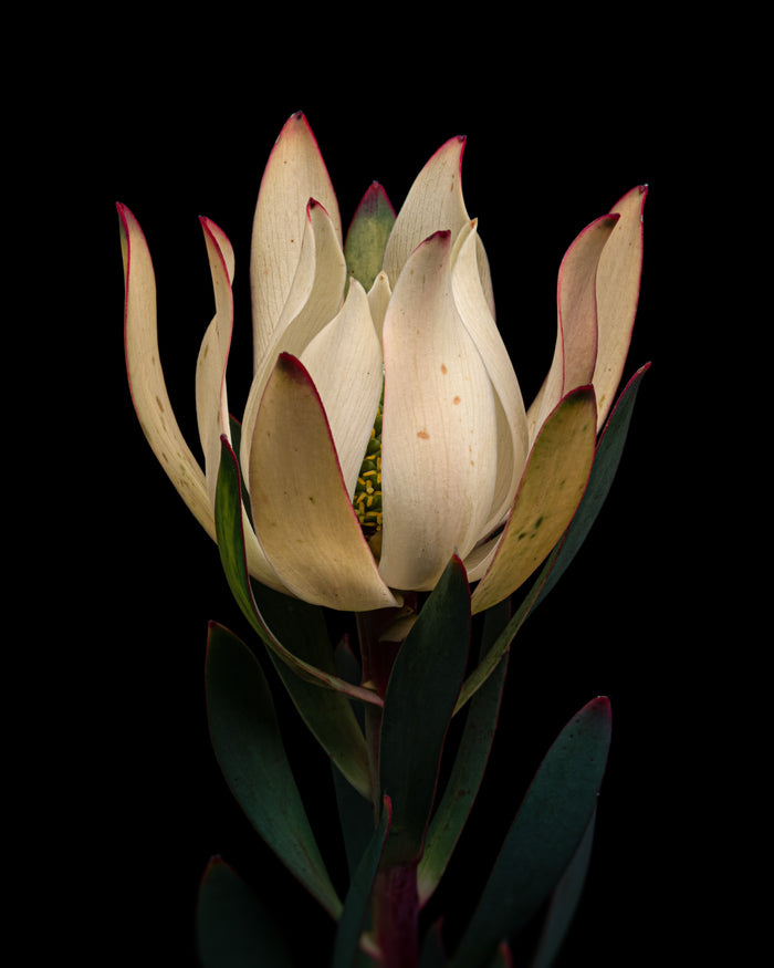 Leucadendron 3