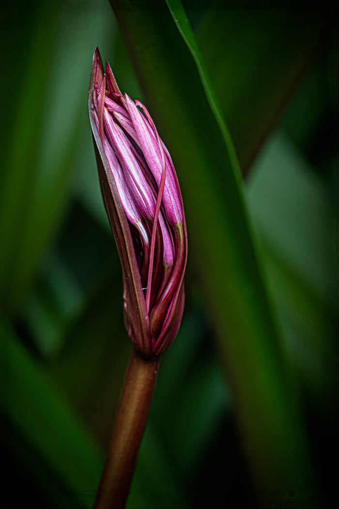Lily 10