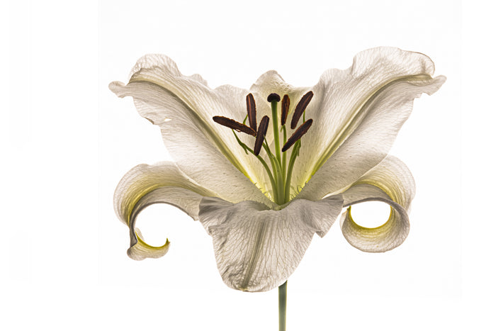 Lily 11