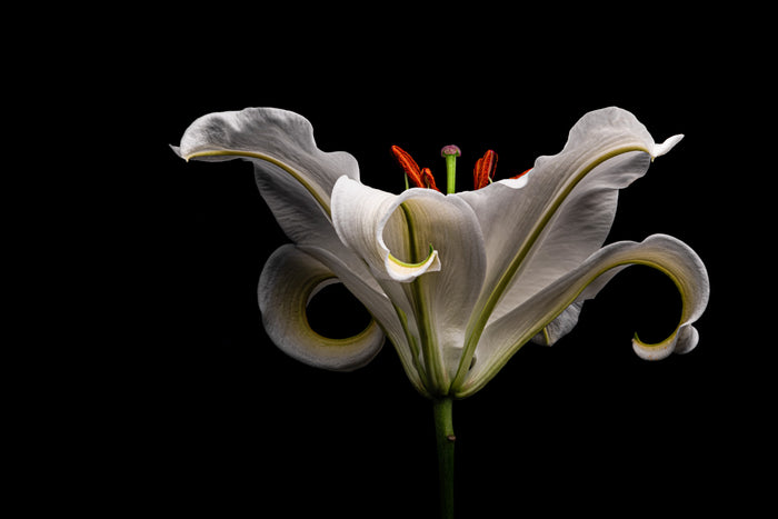 Lily 12