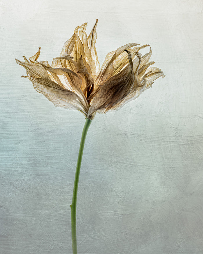 Lily 6