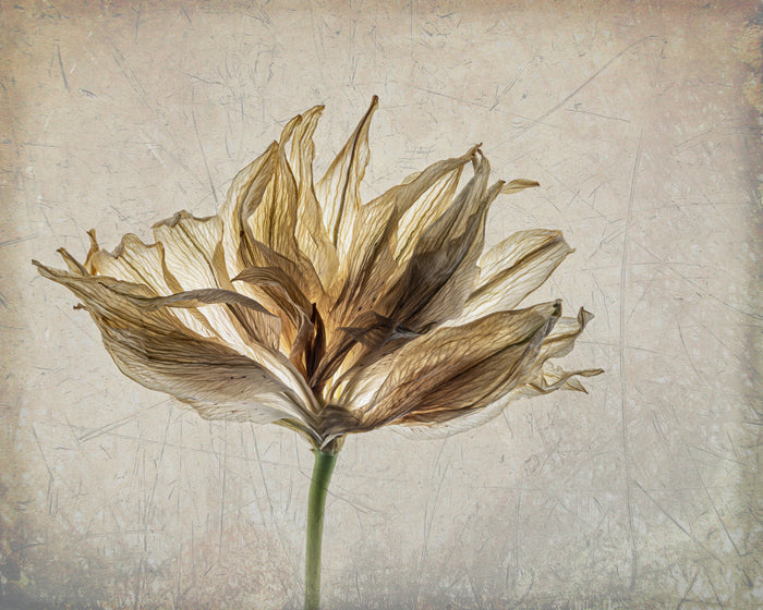 Lily 7