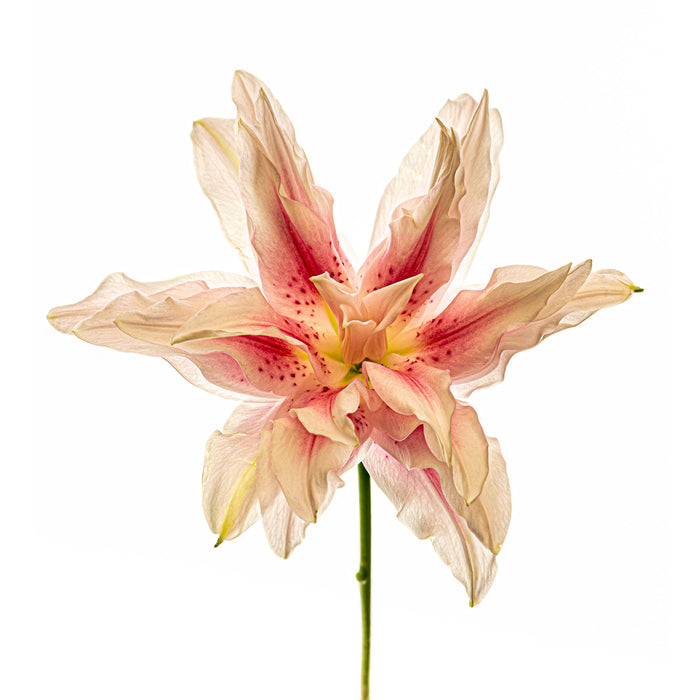 Lily 9