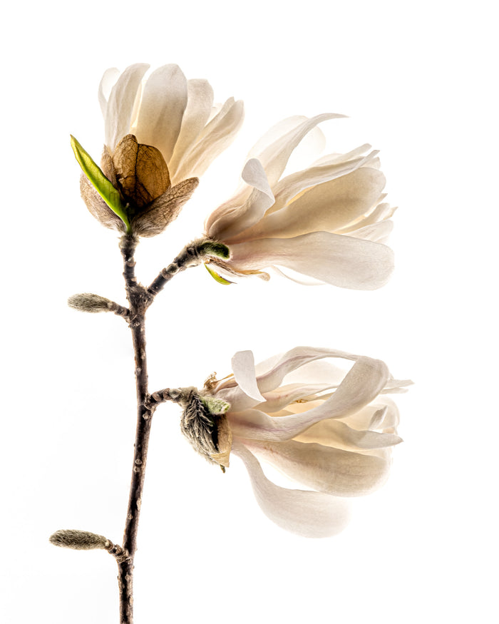 Magnolia 10