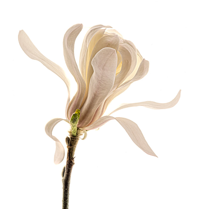 Magnolia 11