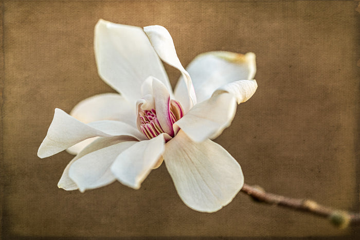 Magnolia 12