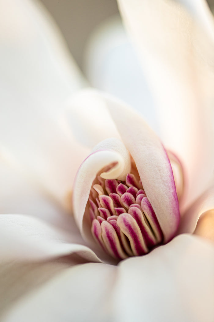 Magnolia 3
