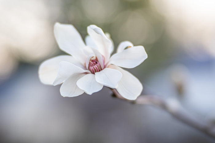 Magnolia 4