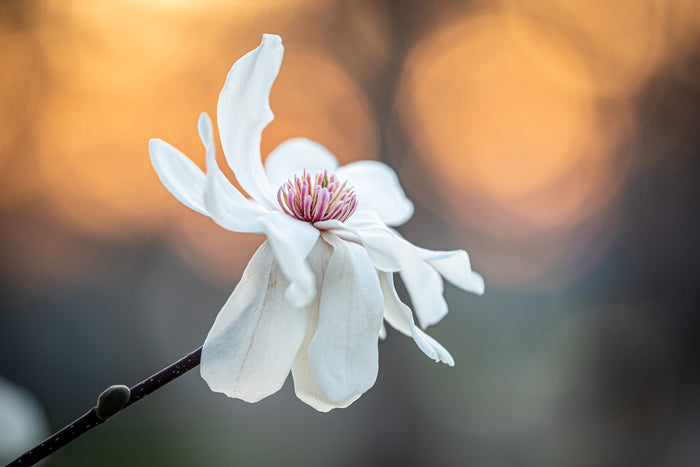 Magnolia 7