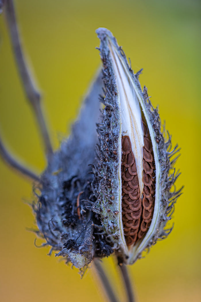 Milkweed 8