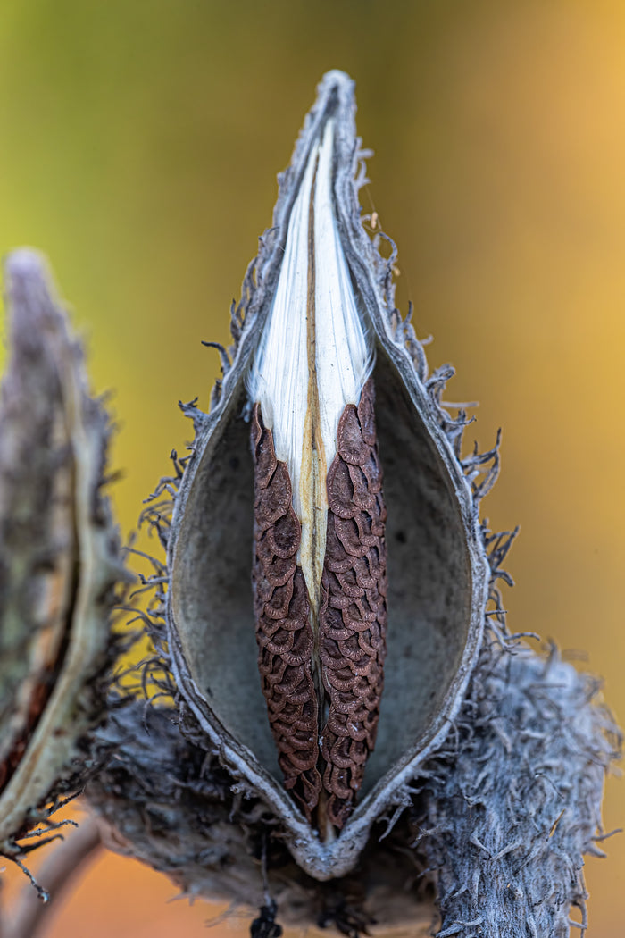 Milkweed 9