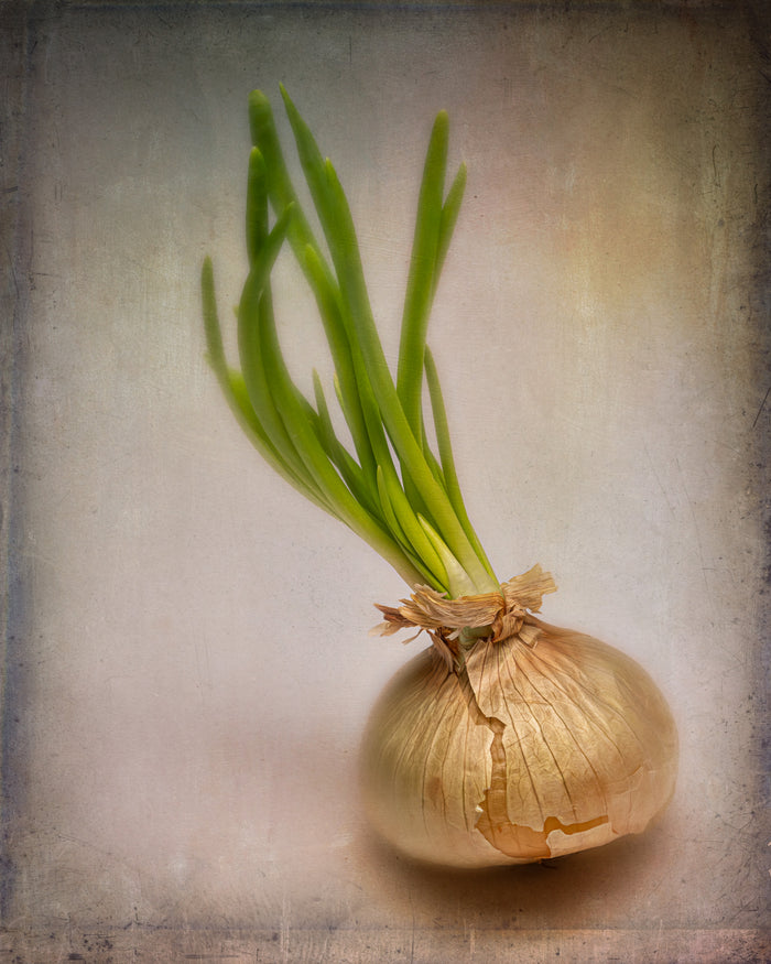 Onion 1