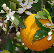 Orange (Sweet) Essential Oil