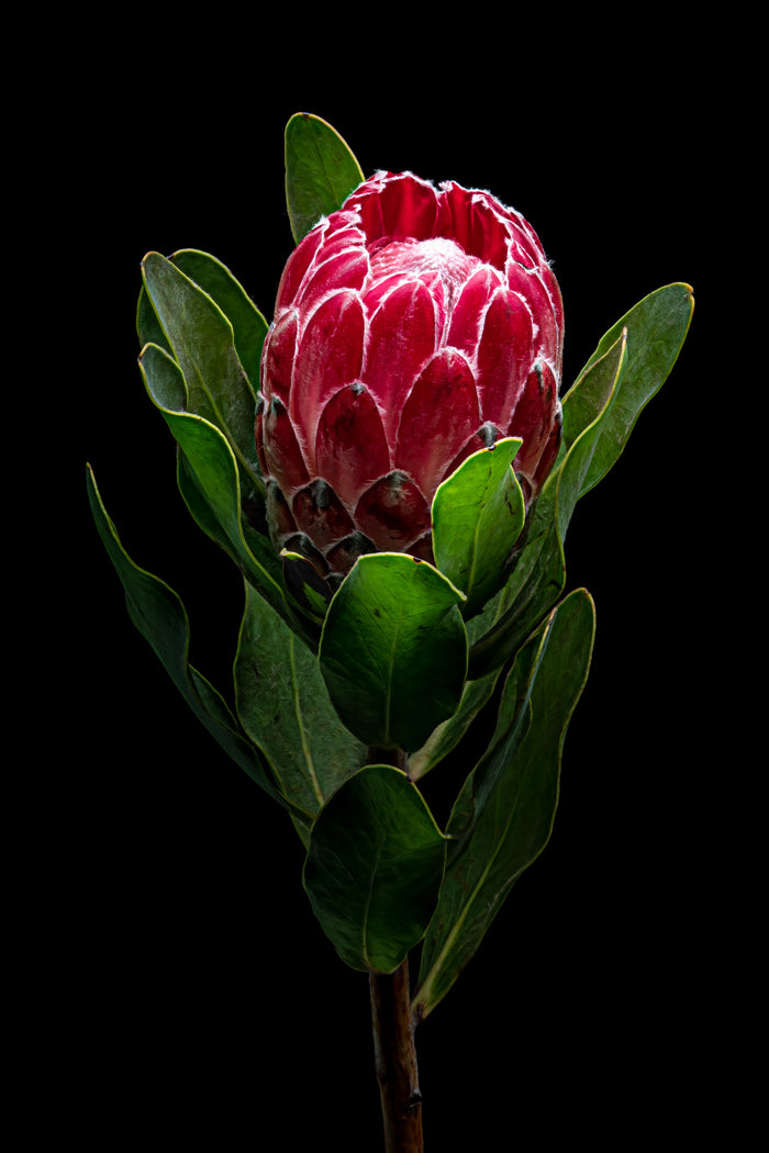 Protea 4