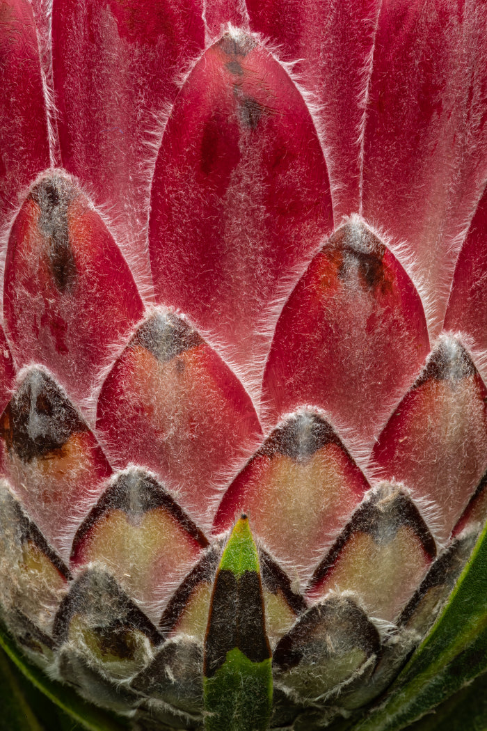 Protea 5