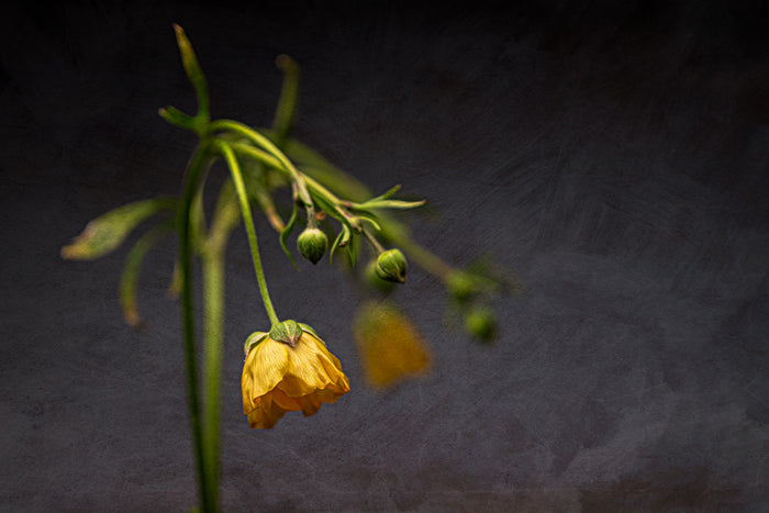 Ranunculus 10