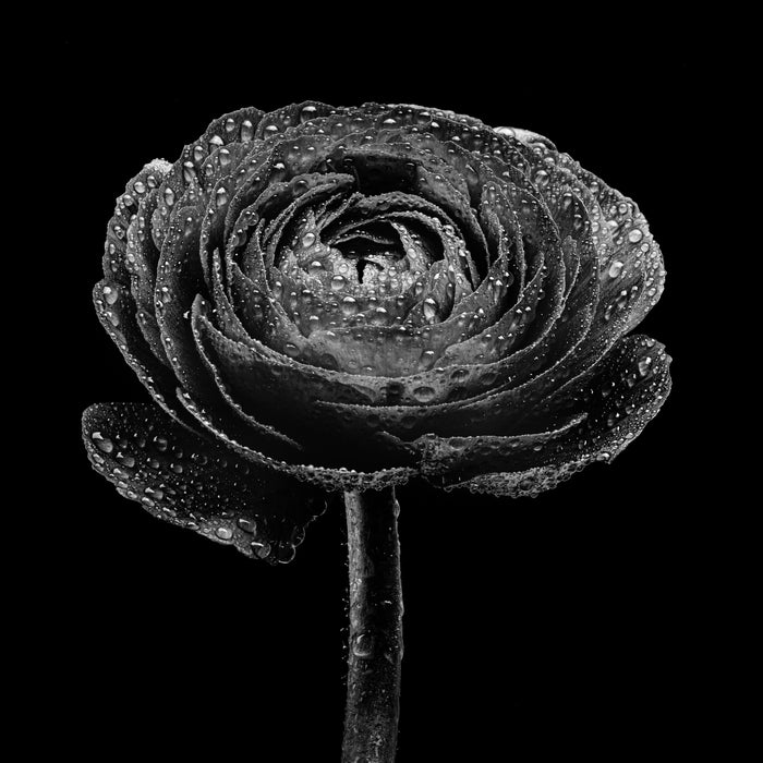 Ranunculus 4