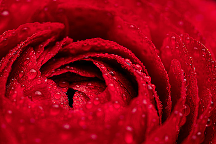 Ranunculus 5