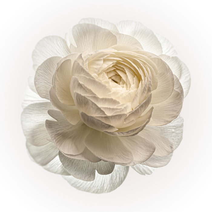 Ranunculus 6