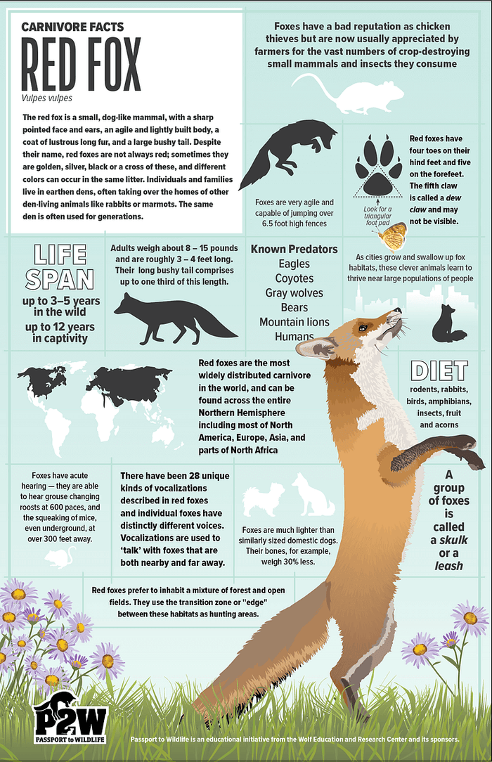 Red Fox Facts 11x17 Poster showcasing wildlife education, biology learning, and student science activities.