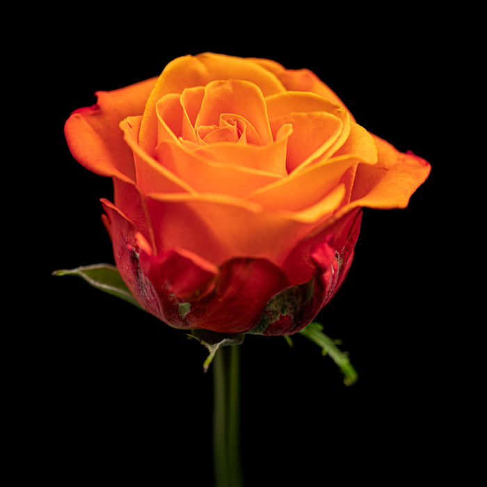 Rose 4