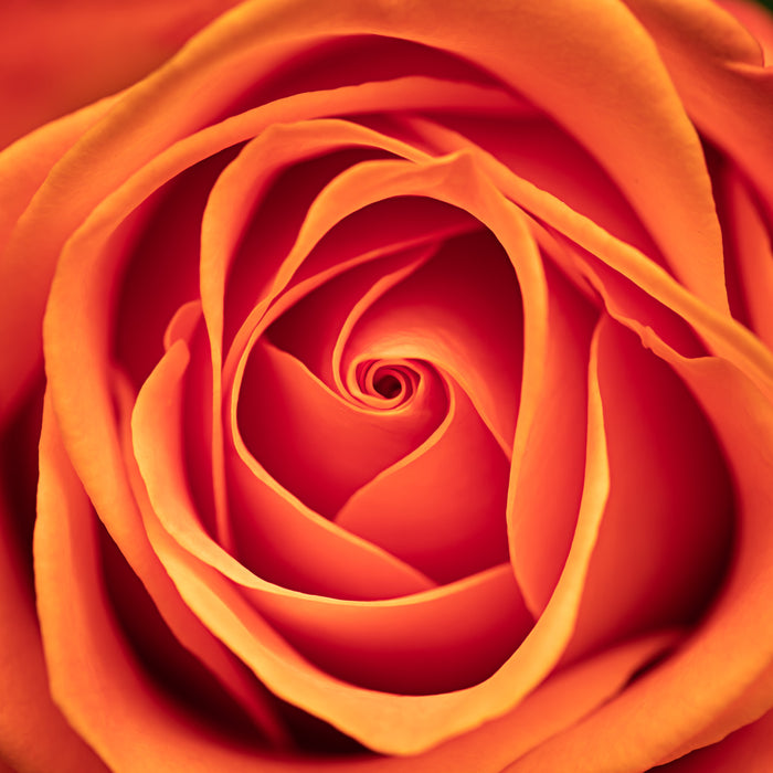 Rose 5