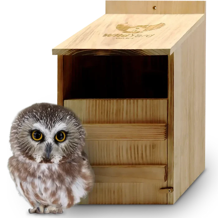 Owl Box (Includes Shipping) with owl, perfect for wildlife education and biology learning.