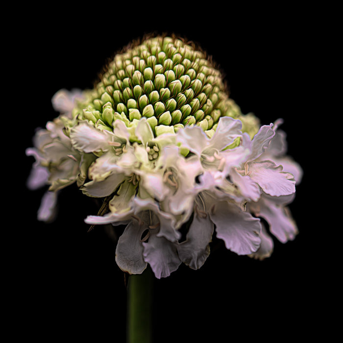 Scabious 3