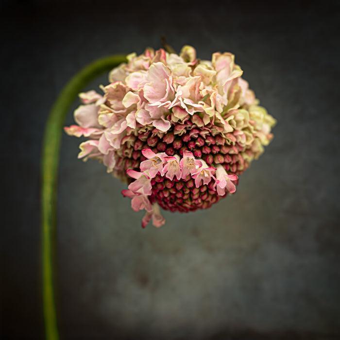 Scabious 4