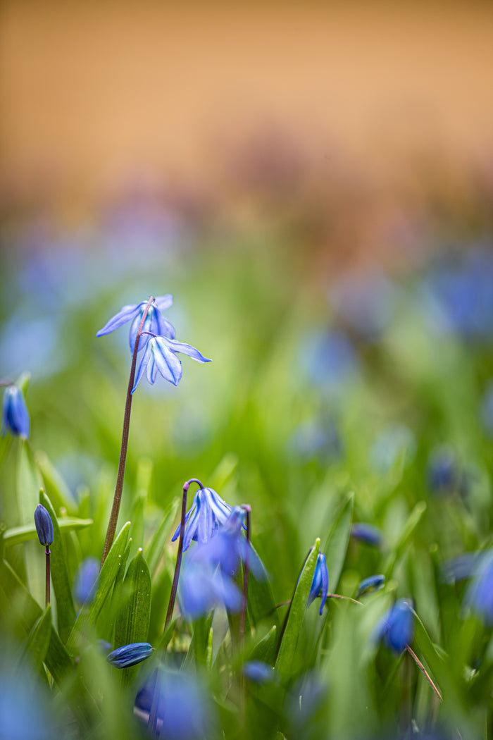 Scilla 2